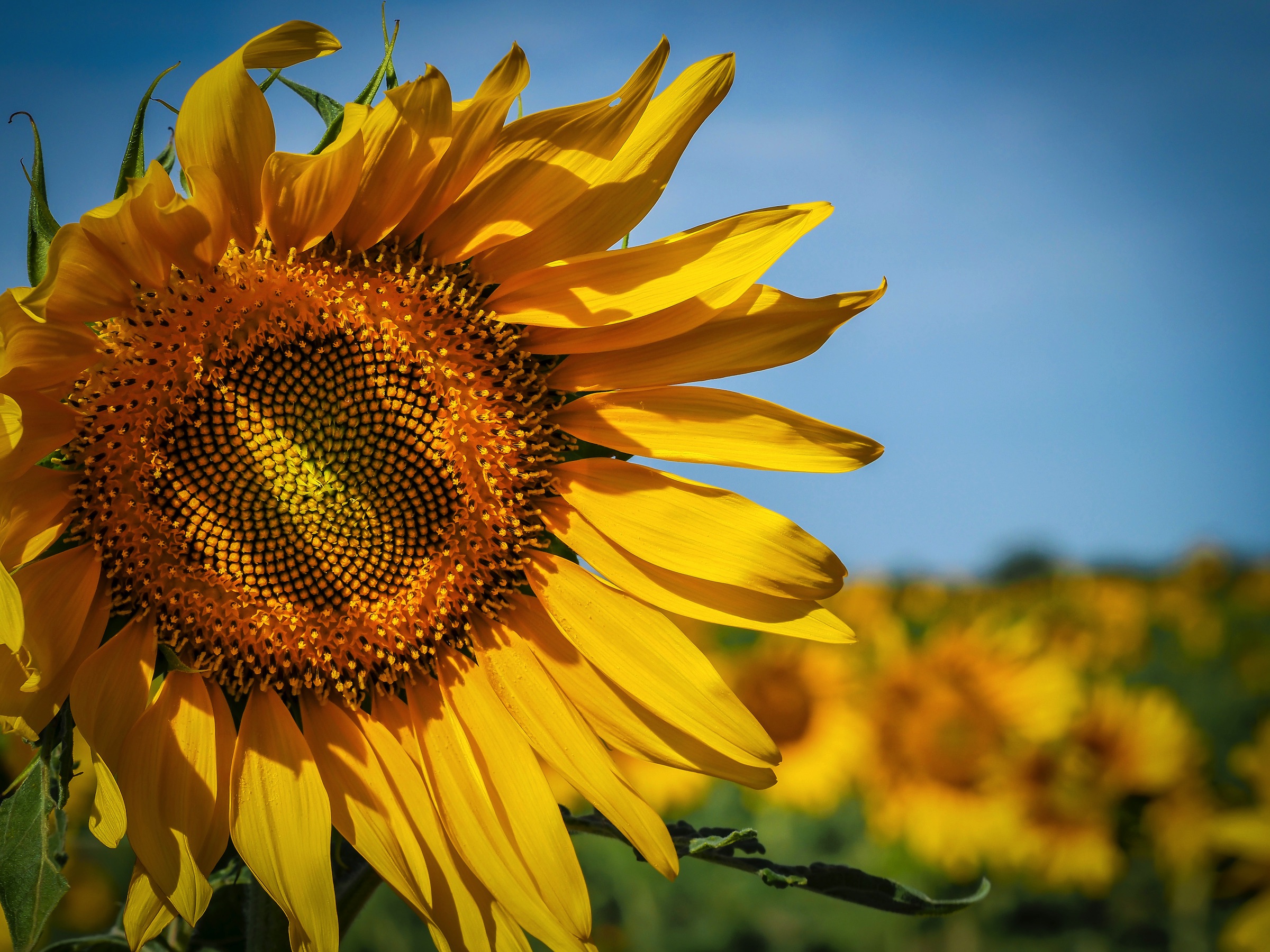 Up close photo of a sunflower